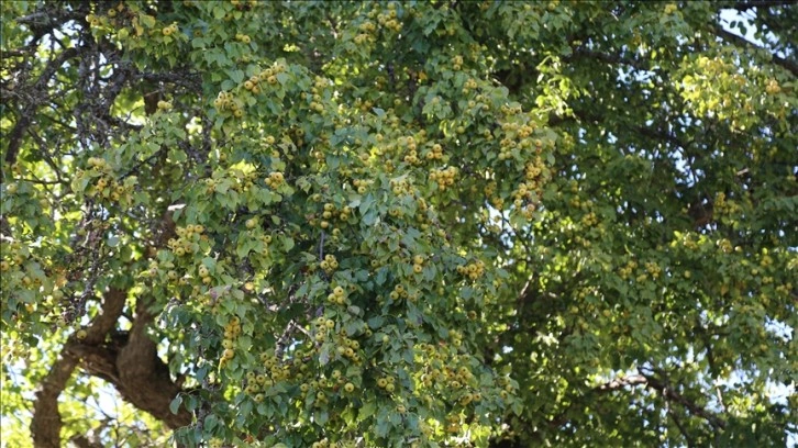 Artvin'de 1100 salname armut ağacında kâr hasadı yapıldı