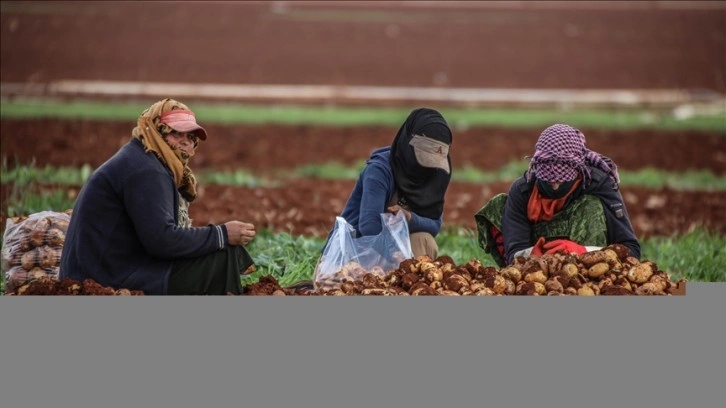 İdlib'deki siviller, hasat edilen tarlalardan patatesleri biriktirerek geçiniyor