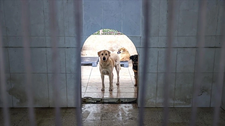 İstanbul'da 6 ayda 9 bin 222 köpek kayıt dibine alındı