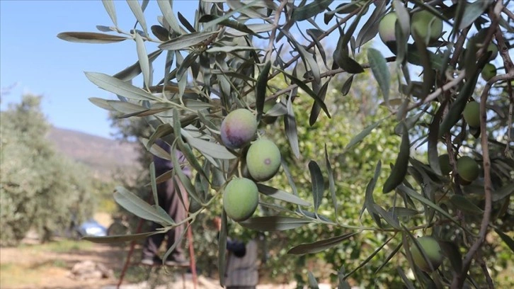 Karaman'da maksat zeytin ve zeytinyağı üretiminde bellik olmak