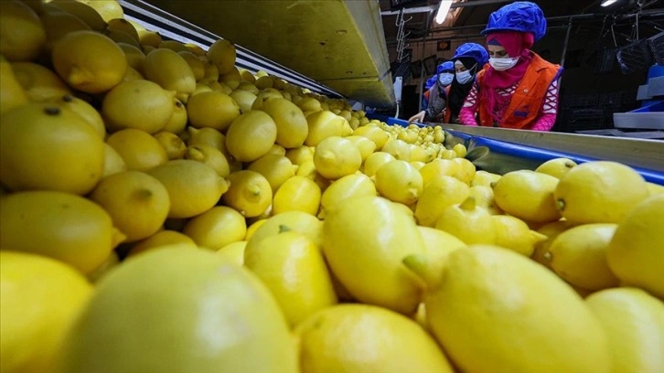 Limon ihracatında amaç 300 milyon dolar
