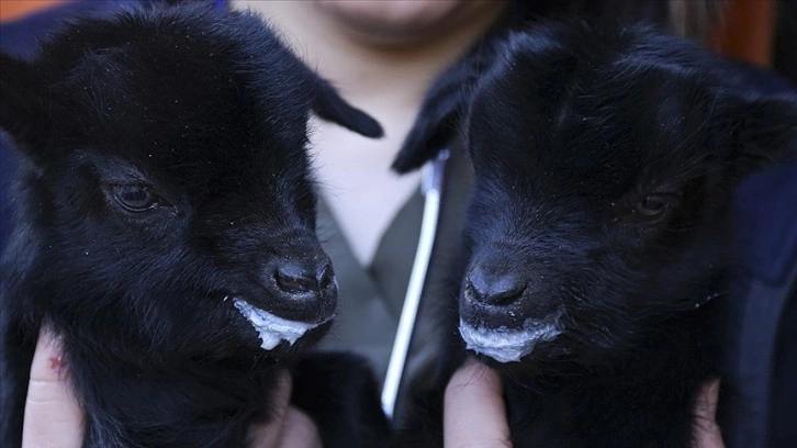 Mamak'taki hayvan bilimi bahçesi ikiz keçiler 
