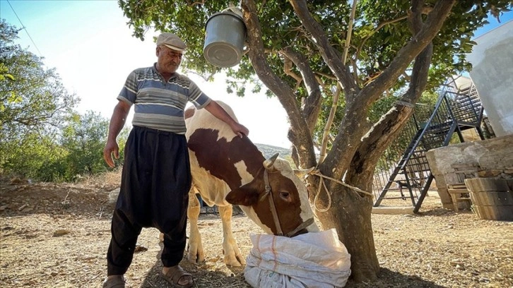Mersin'deki orman yangınında hamile inek 