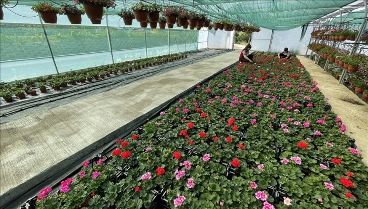 Meslek lisesinde yetiştirilen çiçekler Türkiye'nin ciharıyek birlikte annelere ulaşacak