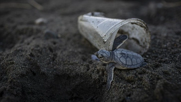 Ölü 50 bahir kaplumbağasının yarısının midesinde plastik belirleme edildi