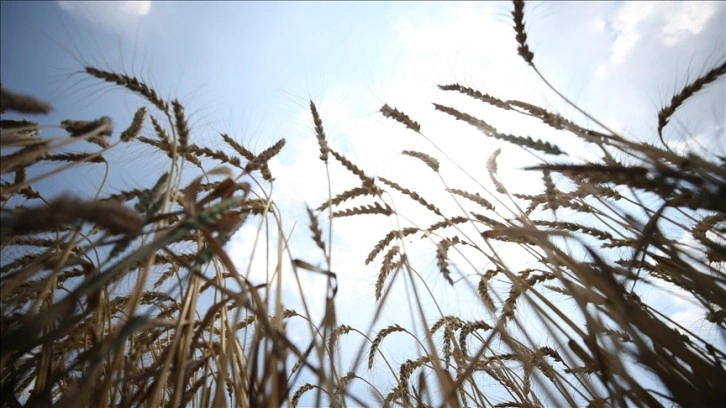Rusya-Ukrayna Savaşı sonrası Afrika'da buğday tutarları yüzdelik 60 arttı