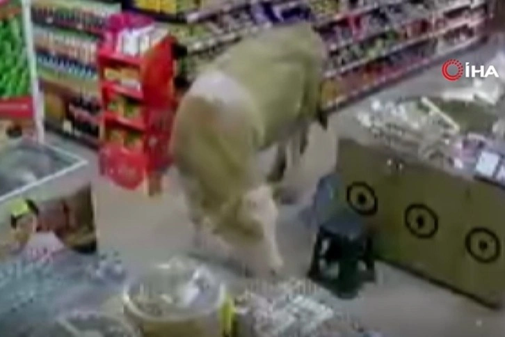 Sahibinin elinden kurtulan kurbanlık inekler markete girdi