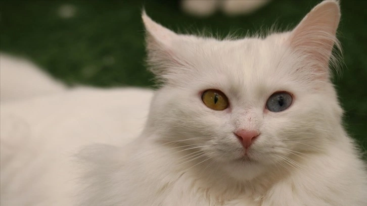 Van kedileri 'en güzel' karşılaşılmak düşüncesince podyuma çıkacak