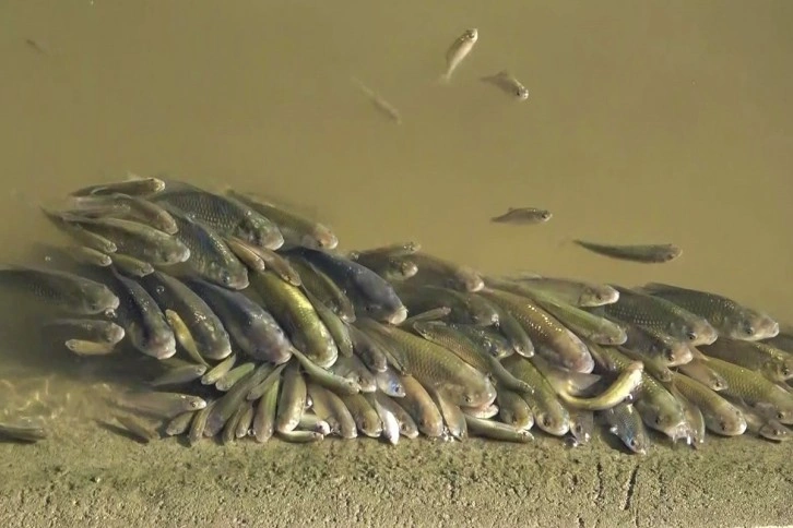 Yeşilırmak’ta üzen görüntüler: Balıklar böyle çırpındı