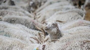 7 evcil keçi ırkı esirgeme dibine alındı
