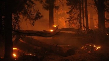 ABD'nin Colorado eyaletindeki orman yangını 513 milyon dolarlık hasara illet oldu