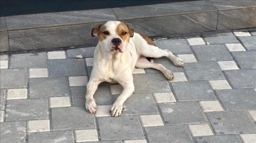Adana'da polis, güzeşte sene sokağa ayrılma edilen 'yasaklı ırk' 70 köpeği barınağa yerleşt