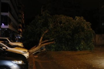 Adana’da sağanak yağış ve rüzgar 7 metrelik ağacı devirdi