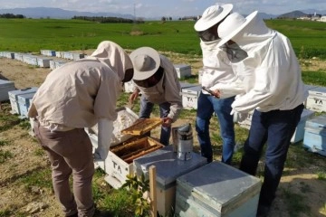 Adana'daki arı ölümleri araştırılıyor