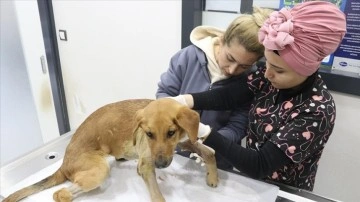 Afetzede veterinerler enkazdan kurtarılan "can dostları" fahri tedavi ediyor