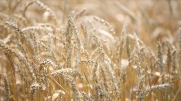 Afrika ülkelerinin ½ si buğday ithalatının minimum üçte bir tanesini Rusya ve Ukrayna'dan yapıyor