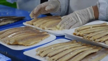 Afyonkarahisar'daki pres talih desteği ile balık ihracatını artırdı