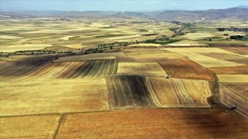 Ağrı'daki çiftçiler arpa ve buğday tarlalarında koyu hasat mesaisinde