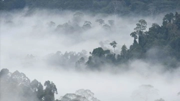 Amazon yağmur ormanları düşüncesince 'kritik eşik' uyarısı