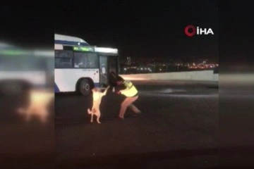Ankara'da otobüs şoförünün köpekle yaşadığı eğlenceli anlar kamerada
