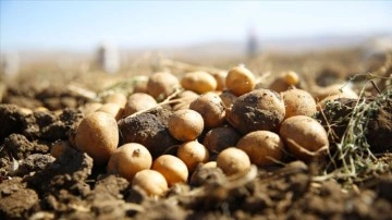 Antalya'da faydalı böcek yetiştiriciliği düşüncesince ekilen patatesler hasat ediliyor