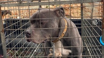 Antalya'da pitbull cinsi köpeğin saldırmış olduğu ad yaralandı