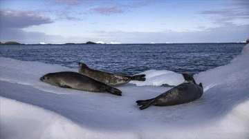 Antarktika’dan denize mülaki  herhangi bir sekte su iklim değişikliğine faktör oluyor