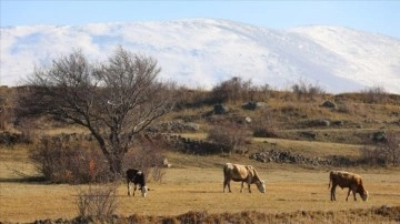 Aras Dağları'nda sonbahar ve kış müşterek arada yaşanıyor