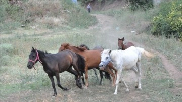 Artvin'de "Mucizeler Diyarı" bakıma kadın atlara yuva oldu