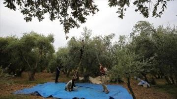 Asırlık zeytin ağaçlarının bulunmuş olduğu Derik'te güç himmet başladı