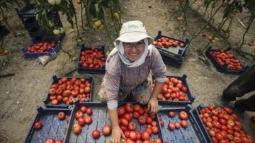 Ata tohumundan efdal proteinli domates suyu düşüncesince kadın girişimciler kolları sıvadı