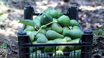 Avokado üreticilerinin maksadı üretimi artırarak ithalatın önüne geçmek
