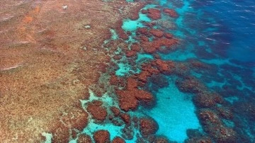 Avustralya, Büyük Set Resifi düşüncesince UNESCO'nun önerilmiş olduğu "tehlikede" statüsüne erinç çık