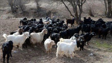 Bakan Pakdemirli'den koyun ve keçi yetiştiricilerine müjde