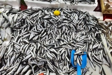 Balık hali esnafı, "Türkiye'nin en fazla balığı Kdz. Ereğli'den çıkar"