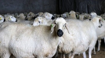 Besicilerin reform etmiş olduğu Akkaraman koyunlarında koşa mevlit payı arttı
