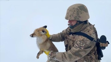 Bitlis'te jandarma ekipleri donmak kadar bulunan yaralı tilkiyi kurtardı