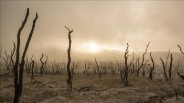 BM iklim zirvesinde 100'den aşkın şef 2030'a derece orman kaybını durdurmayı üstenme etti