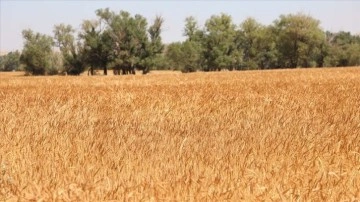 Buğday fiyatları, Rusya'nın Ukrayna'yı işgaliyle 9,5 senenin zirvesine yükseldi
