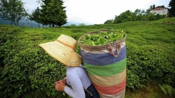 ÇAYKUR bir numara sürgünde 212 bin titrem yaş çay aldı