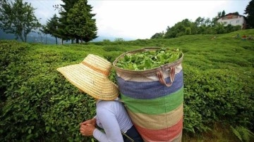 ÇAYKUR, teşrinievvel kocaoğlan yaş çay bedelini erte üreticilerin namına yatıracak