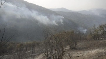 Cezayir’in et-Tarif ile Setif kentlerinde orman yangınlarında 26 insan yaşamını kaybetti