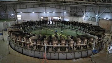 Dakikada 5 ineğin el değmeden sağıldığı TİGEM Gözlü'de günce 35 titrem süt üretiliyor