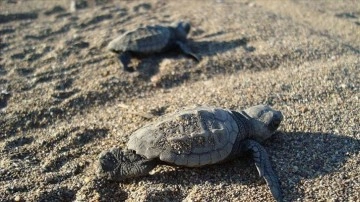 Deniz kaplumbağalarına vatandaşların hassasiyetle yaklaşması uyarısı
