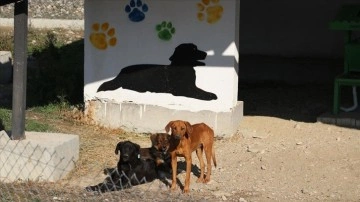 Denizli'de sokak hayvanları '5 yıldızlı' tesiste barınıyor