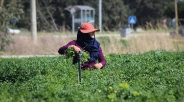 Depremin etkilediği Arsuz'da çiftçiler maydanoz hasadı mesaisinde