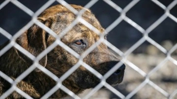 Diyarbakır'da sakıncalı ırktan 22 köpek dulda dibine alındı