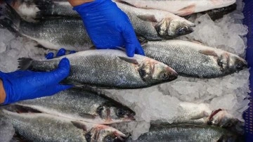 Doğa ve hars balıklarının besin değerlerini karşılaştıran ifade açıklandı