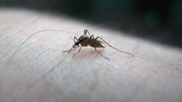 DSÖ, sıtmaya hakkında önceki defa aşı onayladı