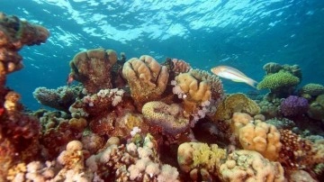 Dünyada mercan resifinin yüzdelik 14'ü bulunmayan oldu